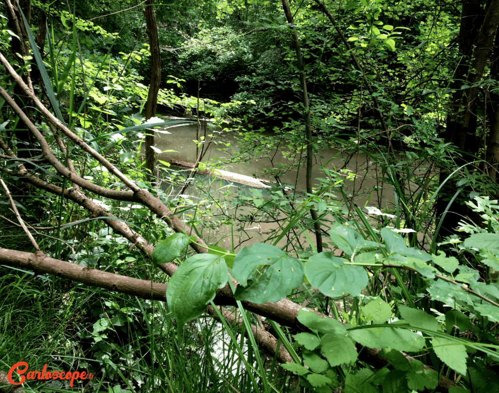 foret